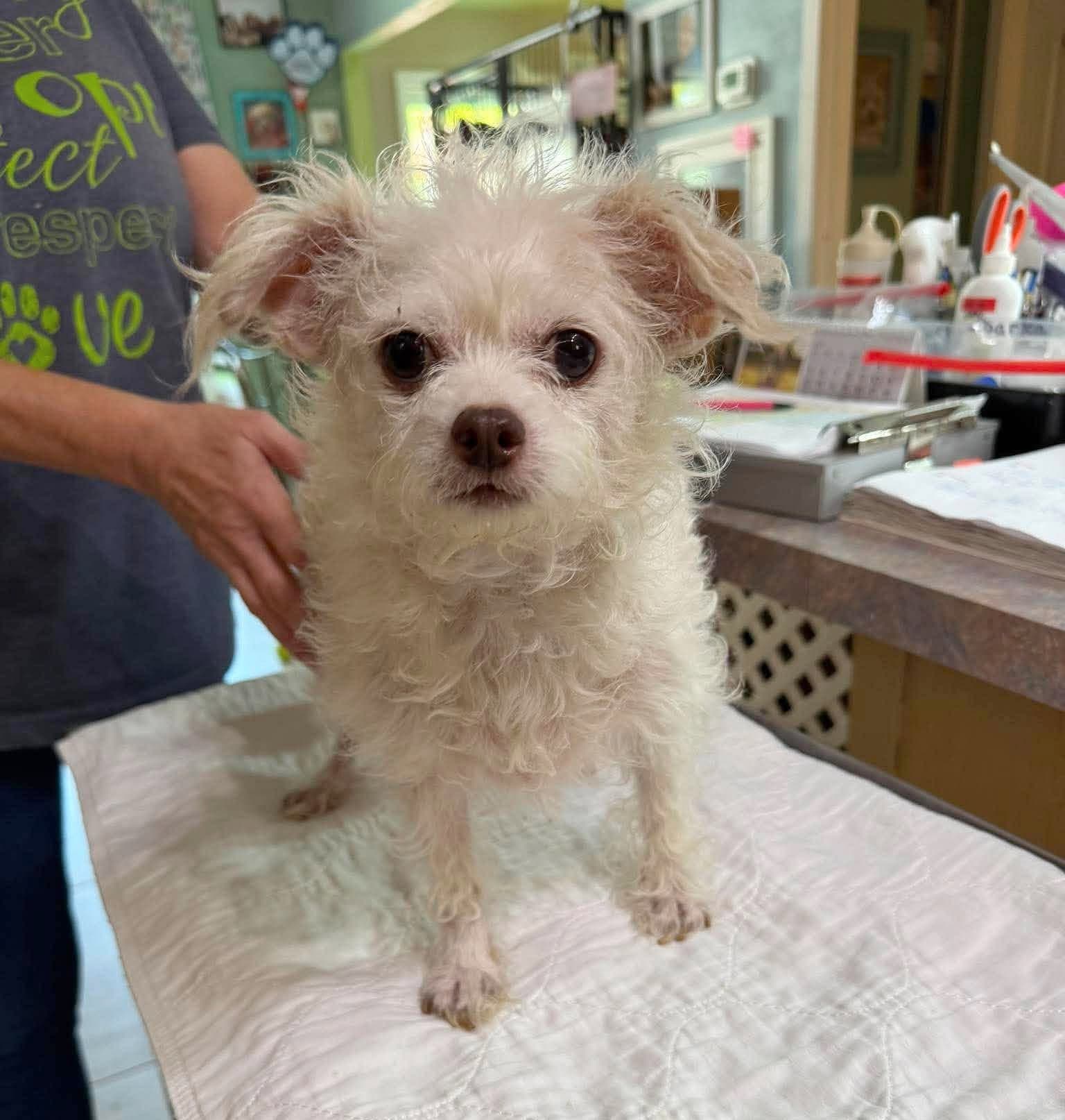 Pershing Not Yet Available - Poodle (Miniature)