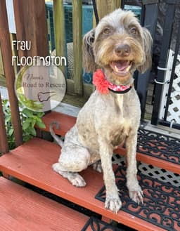 Frau Floofington image 2
