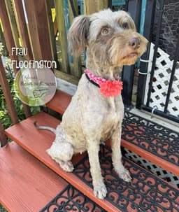 Frau Floofington image 3