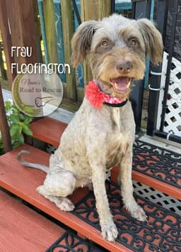 Frau Floofington image 4