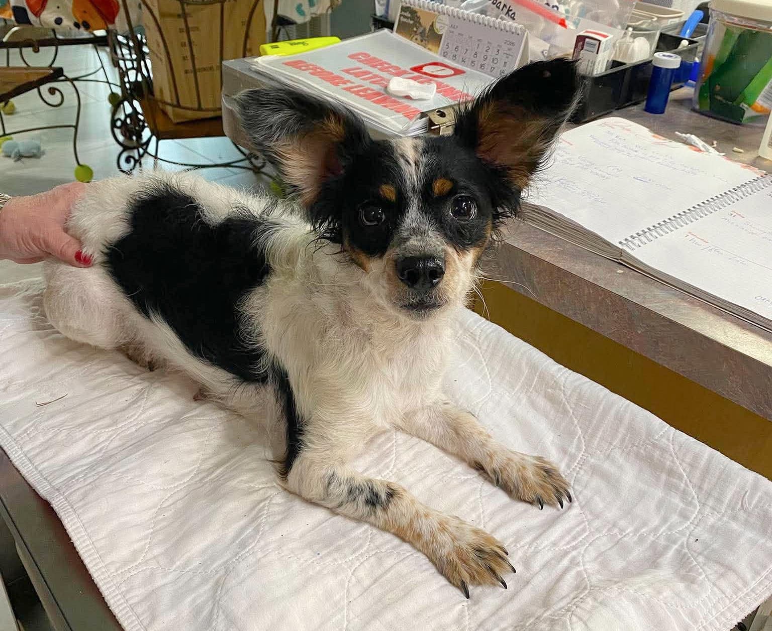 Azzi Not Yet Available - Papillon