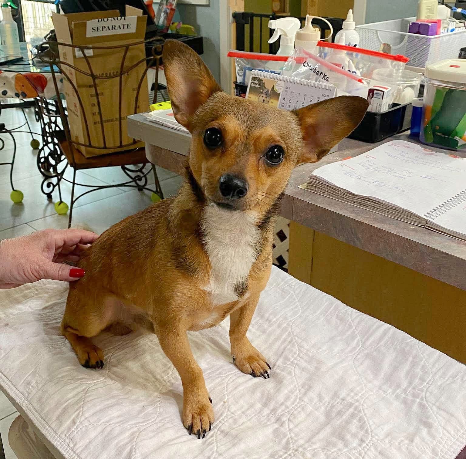 Atlas Not Yet Available - Dachshund