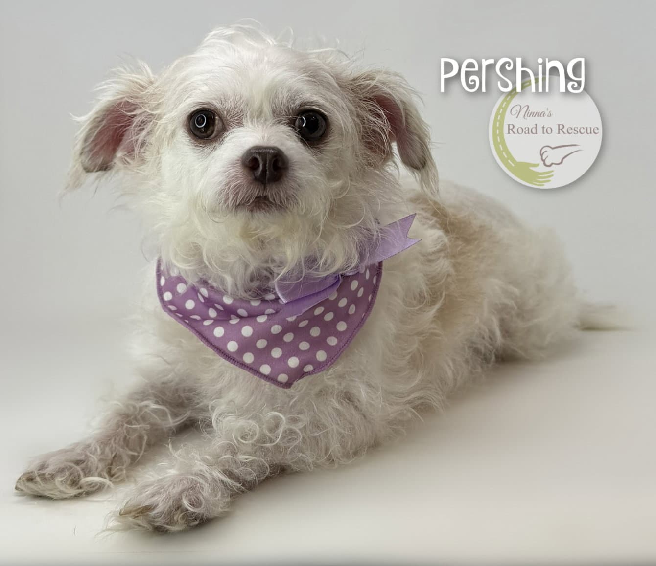 Pershing - Poodle (Miniature)