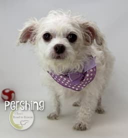 Pershing image 2