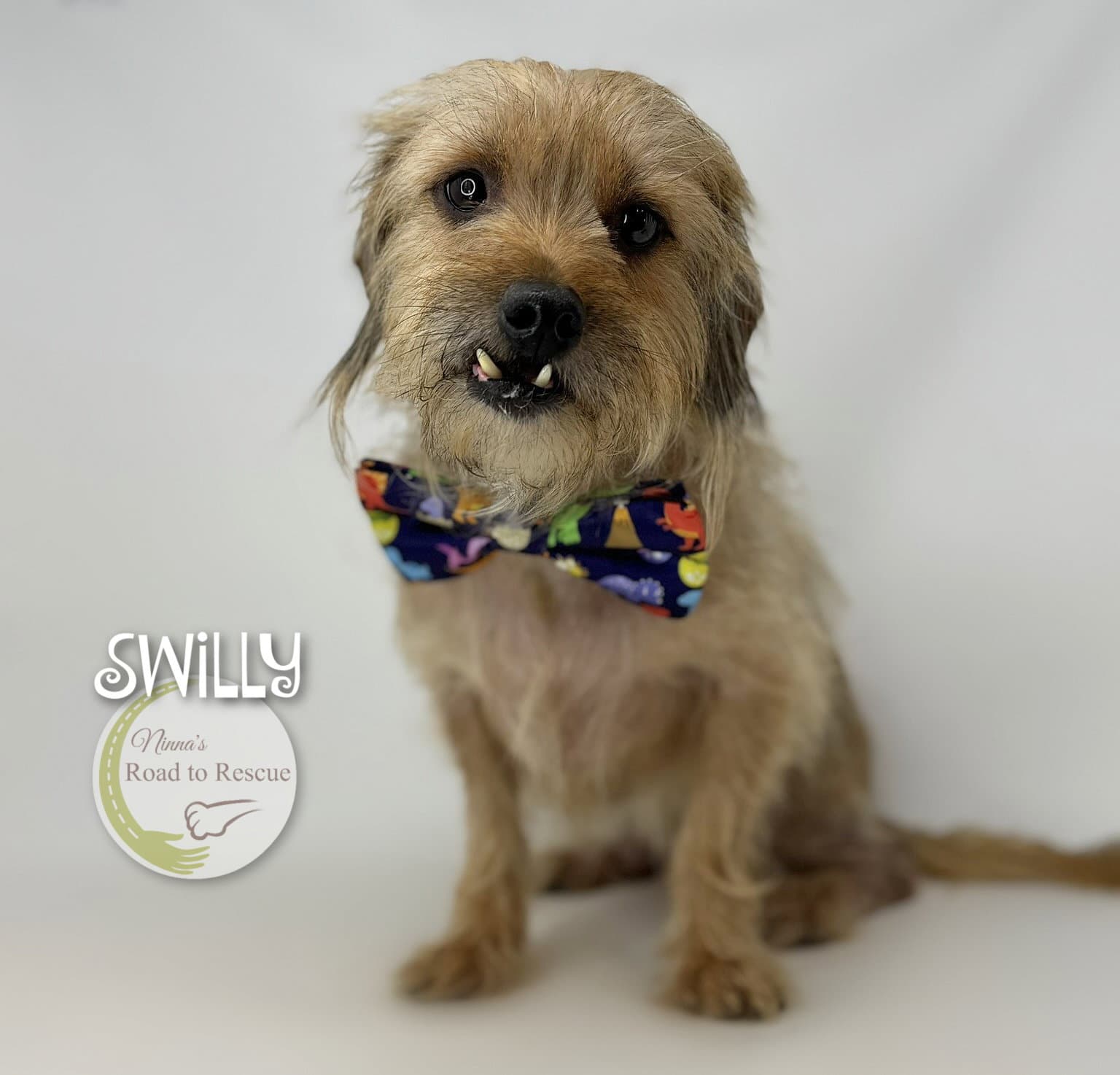 Swilly - Cairn Terrier