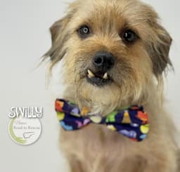 Swilly image 2