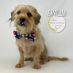 Swilly image 3