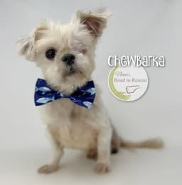 Chewbarka image 1