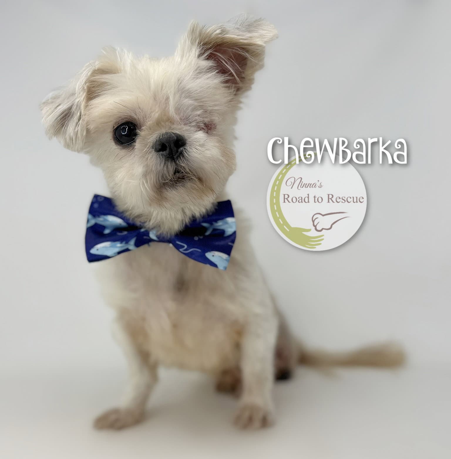 Chewbarka - Shih Tzu