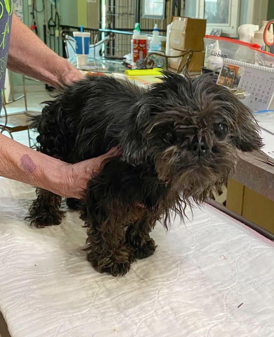 Squidgit Not Yet Available - Shih Tzu