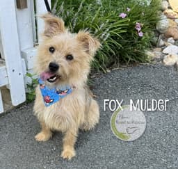 Fox Mulder image 1