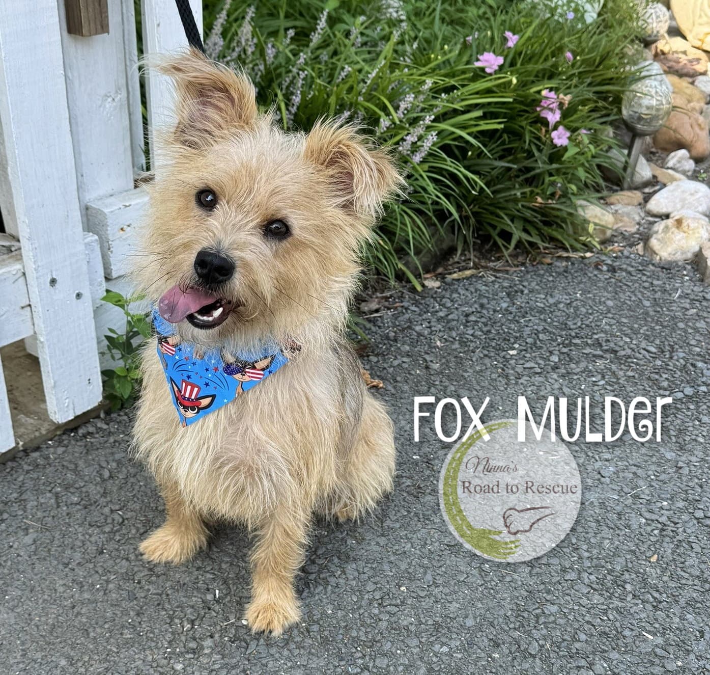 Fox Mulder - Cairn Terrier