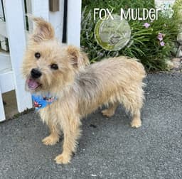 Fox Mulder image 2