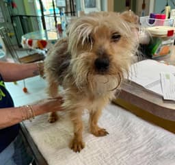 Sir Winston Pickles Not Yet Avail - Stray image 1