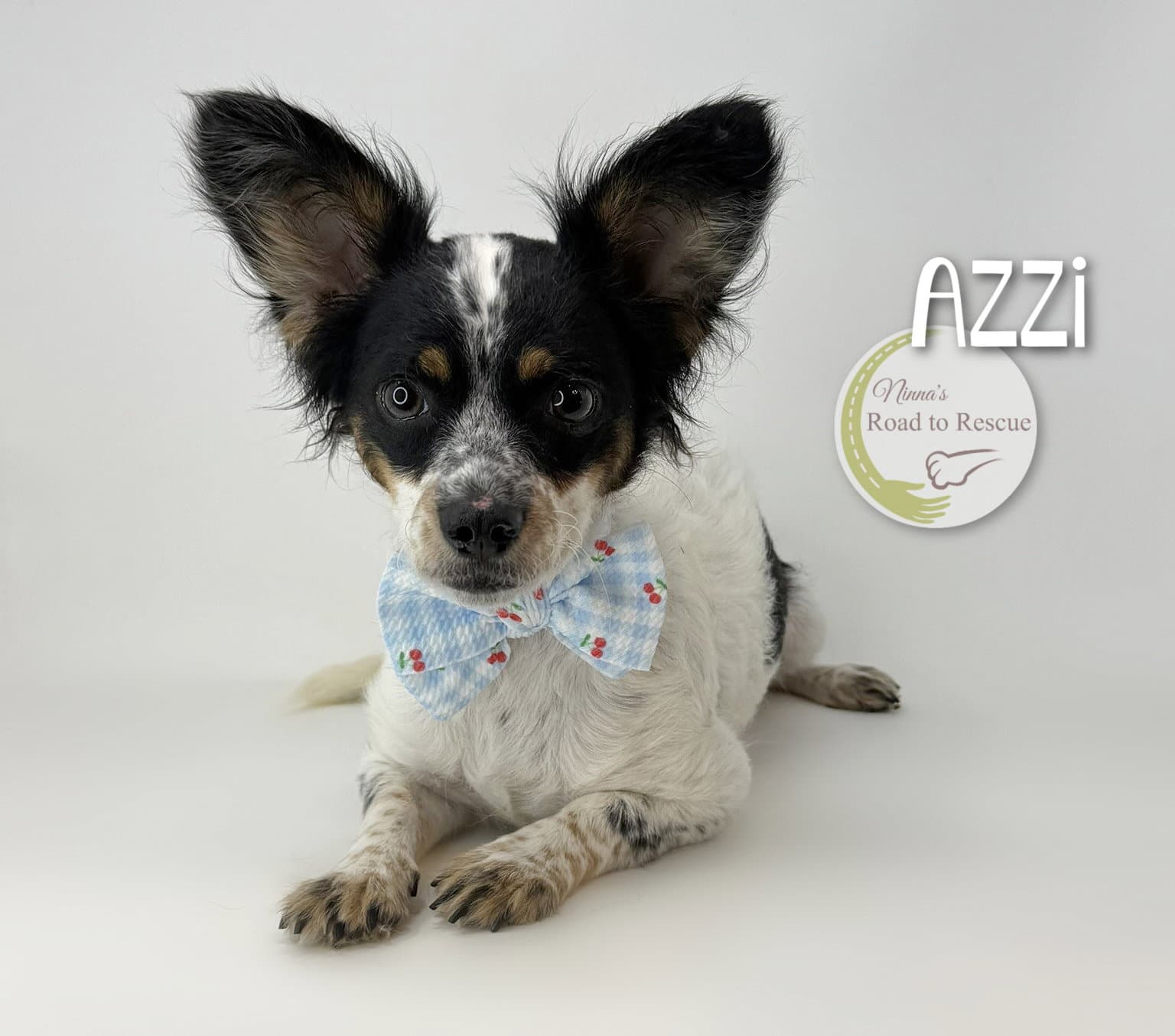 Azzi - Papillon