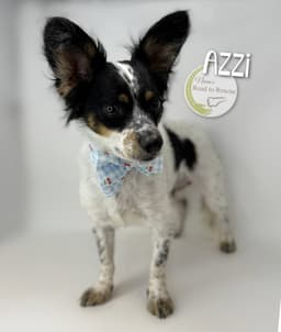 Azzi image 2