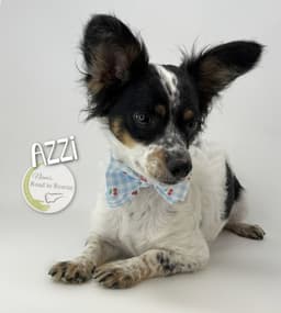 Azzi image 3