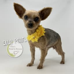 Eula Pearl image 1