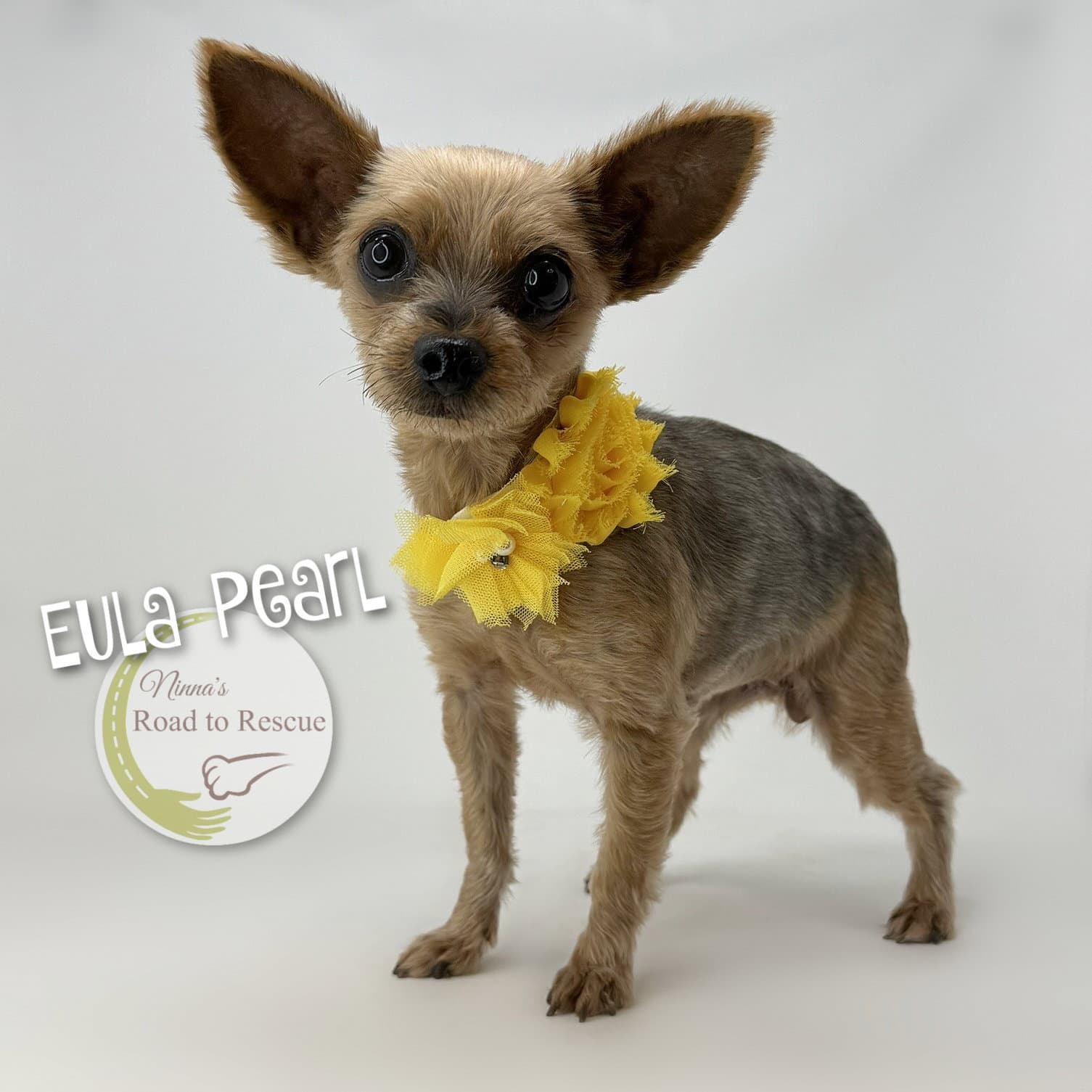 Eula Pearl - Yorkshire Terrier Yorkie