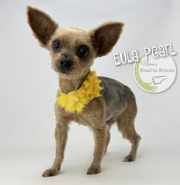Eula Pearl image 2