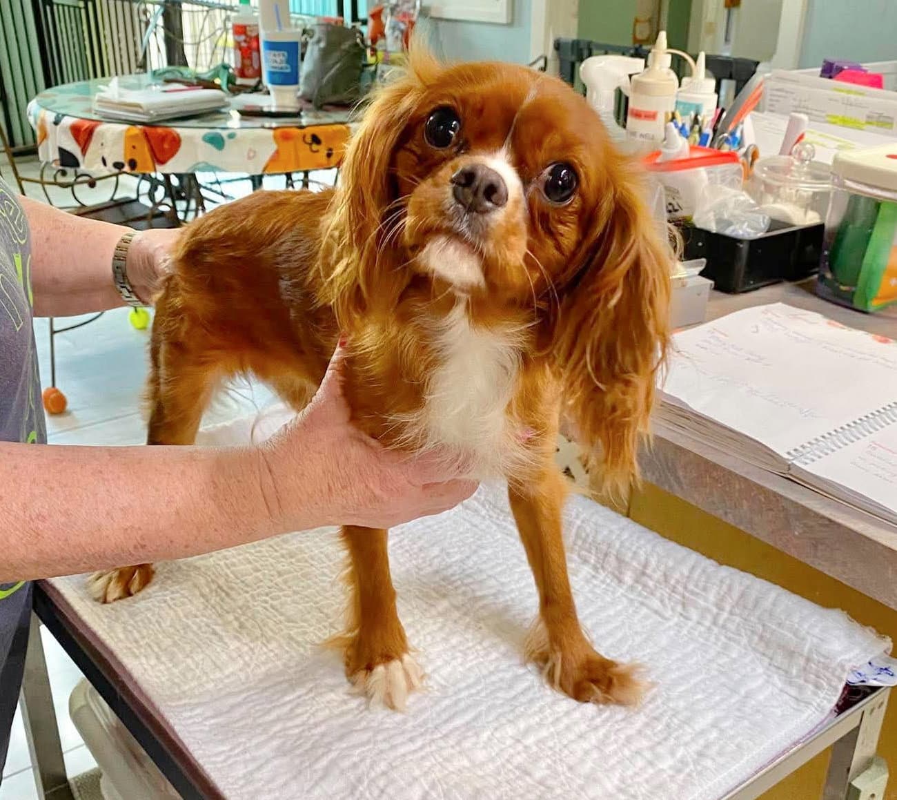 Ladybug Not Yet Available - Cavalier King Charles Spaniel