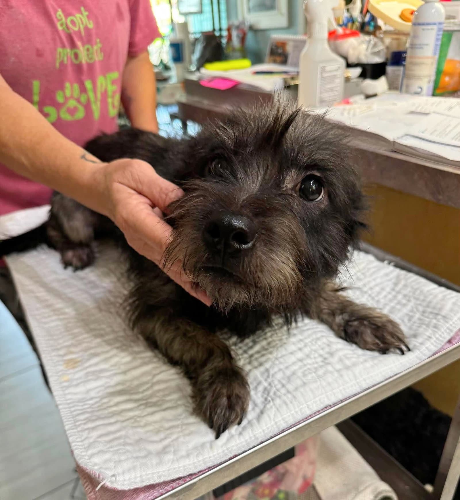 Skrump Not Yet Available - Schnauzer