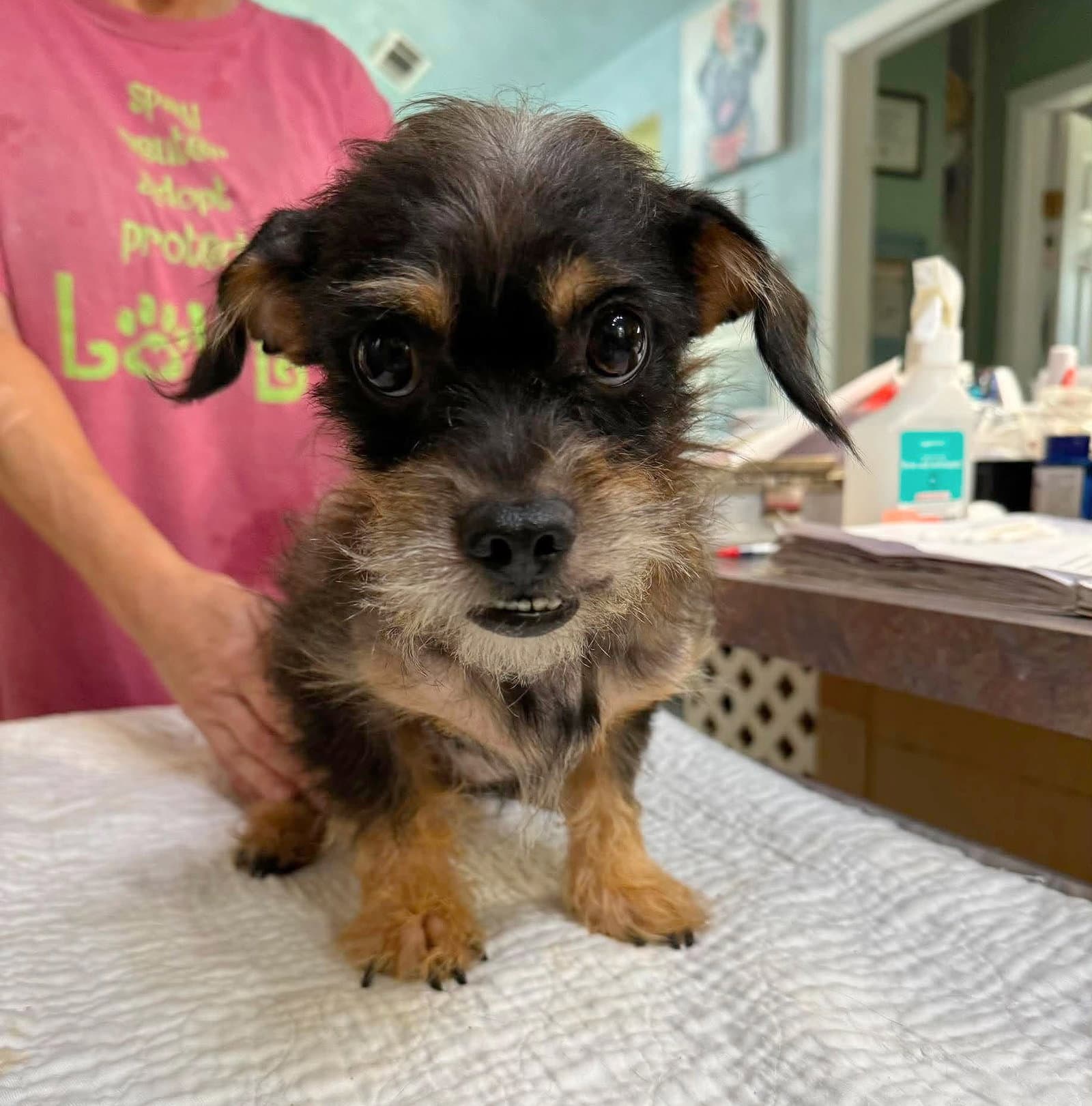 Swami Not Yet Available - Schnauzer