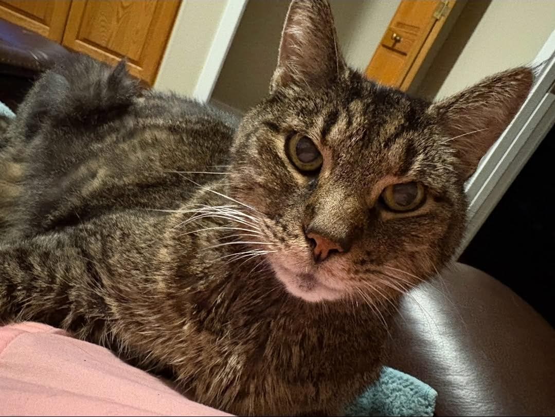 Champ - Domestic Short Hair