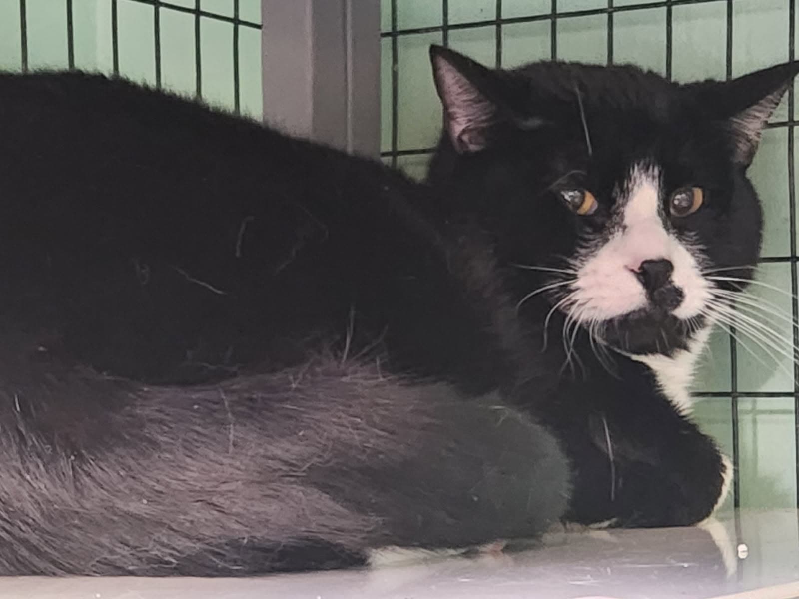 Smollett - Domestic Short Hair