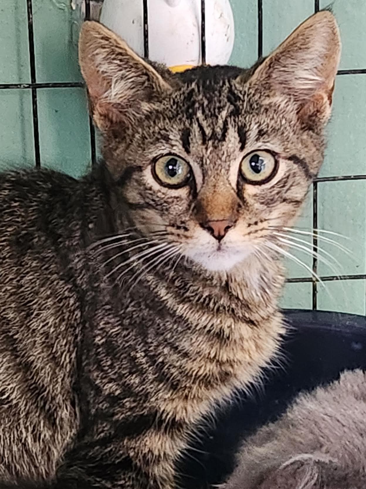 Unseelie - Domestic Short Hair