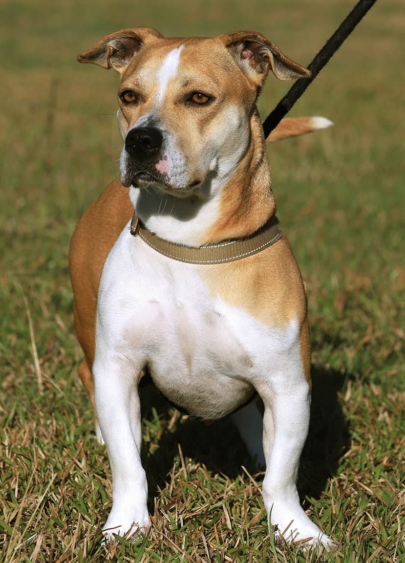 Lillian - American Staffordshire Terrier