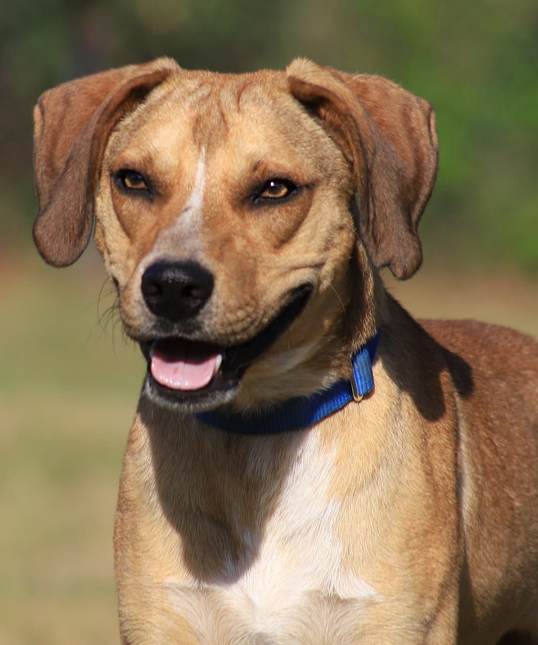 Spartan - Black Mouth Cur