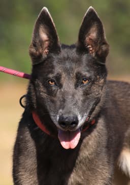 Molly image 1