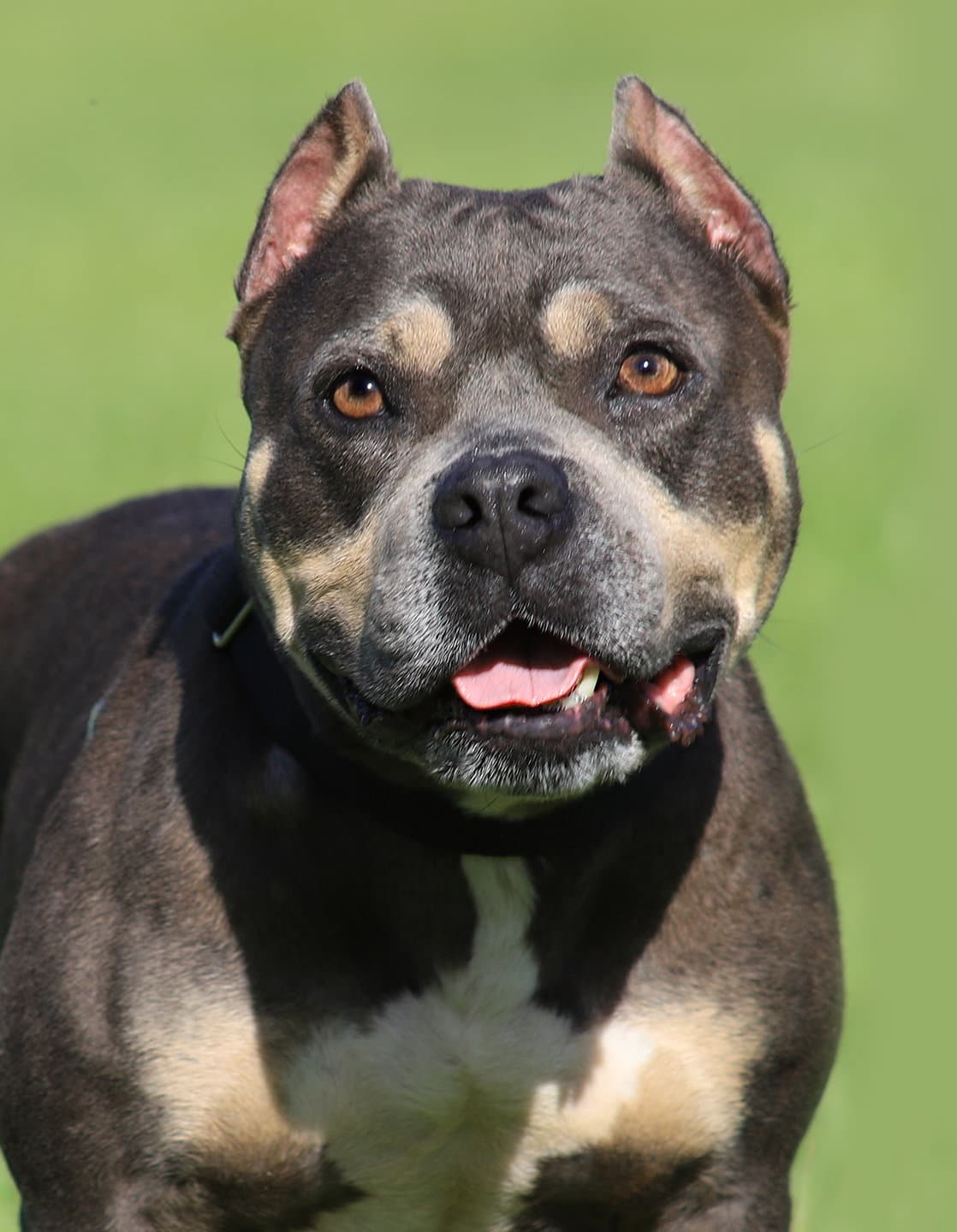 May - American Staffordshire Terrier