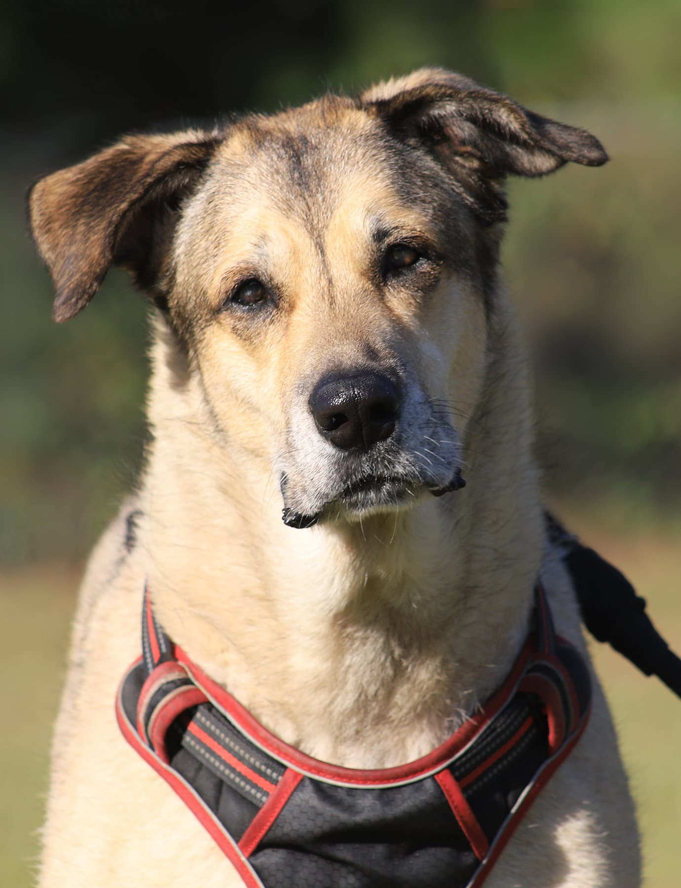 Tessa - Shepherd