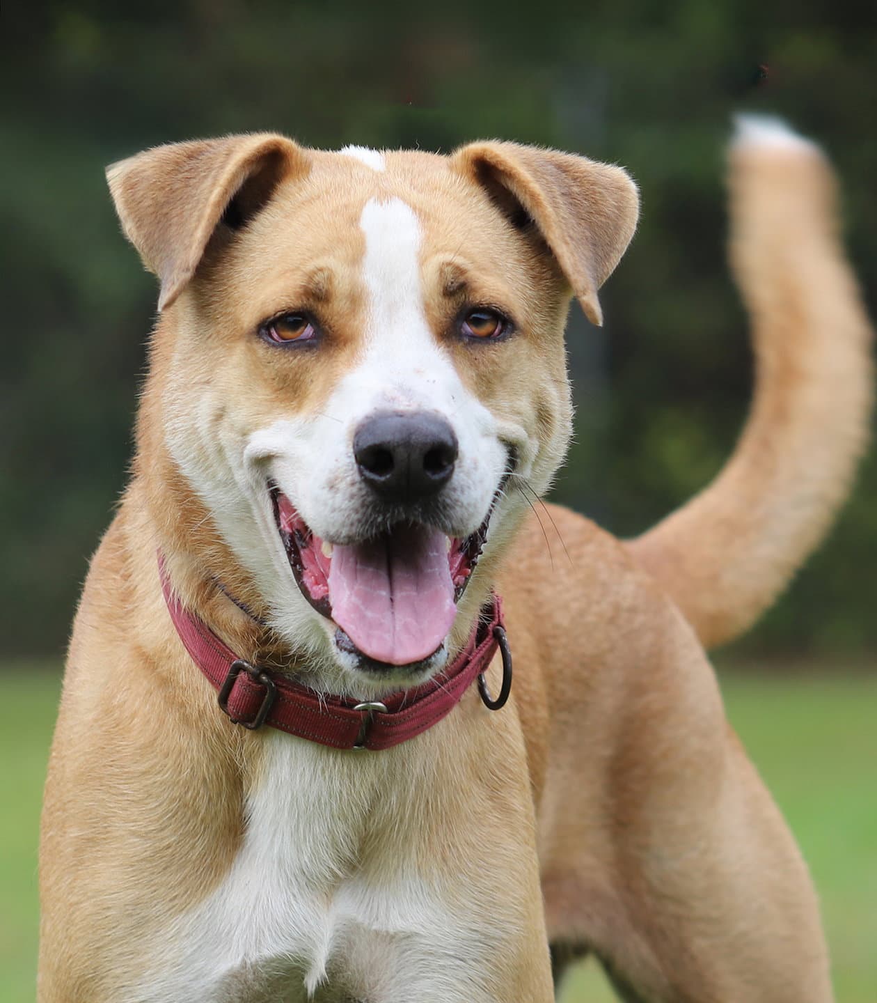 Booker - Hound