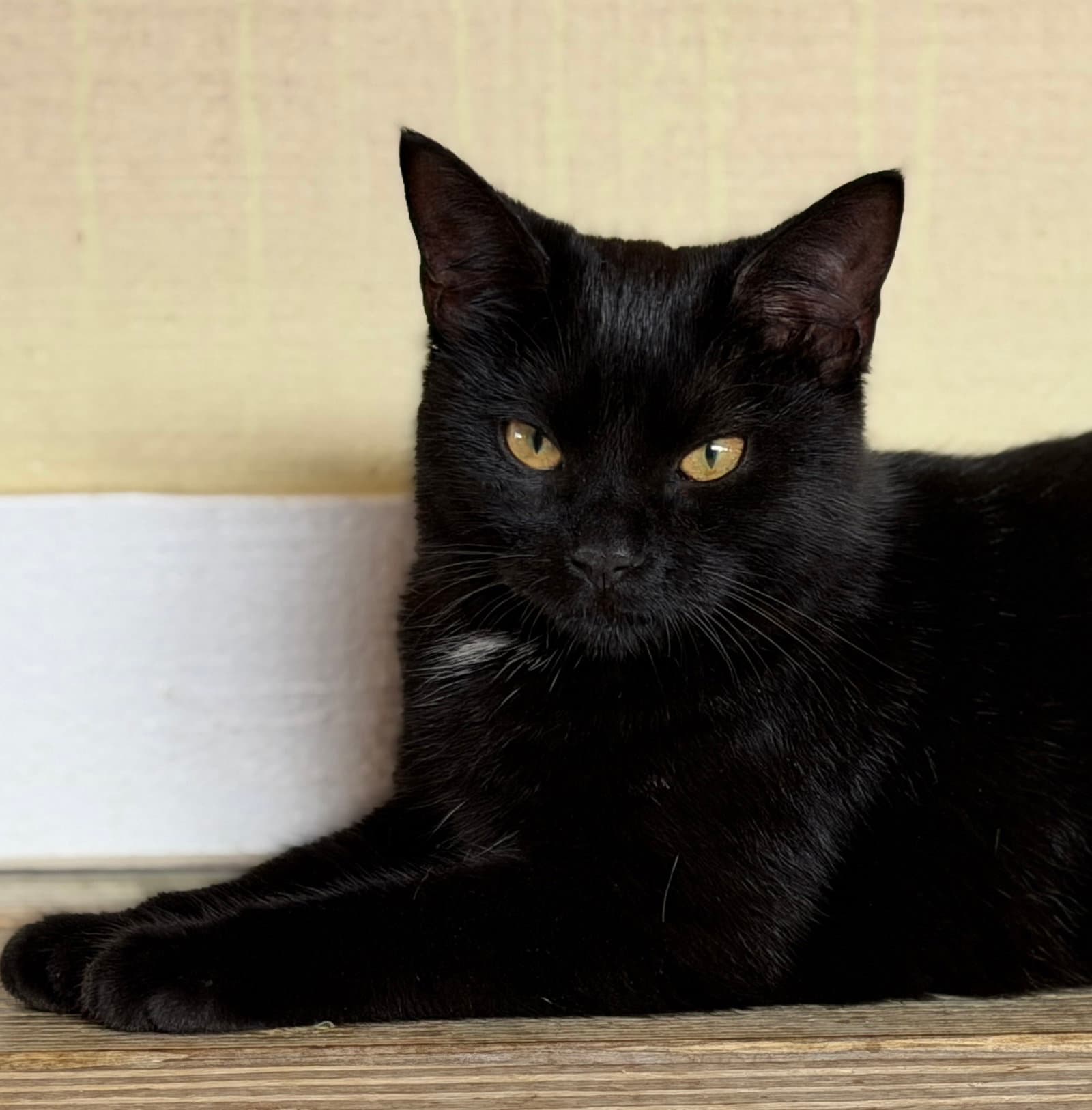 Bellatrix - Domestic Short Hair