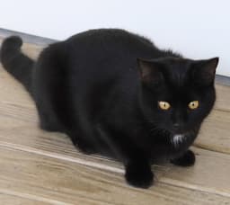 Bellatrix image 4