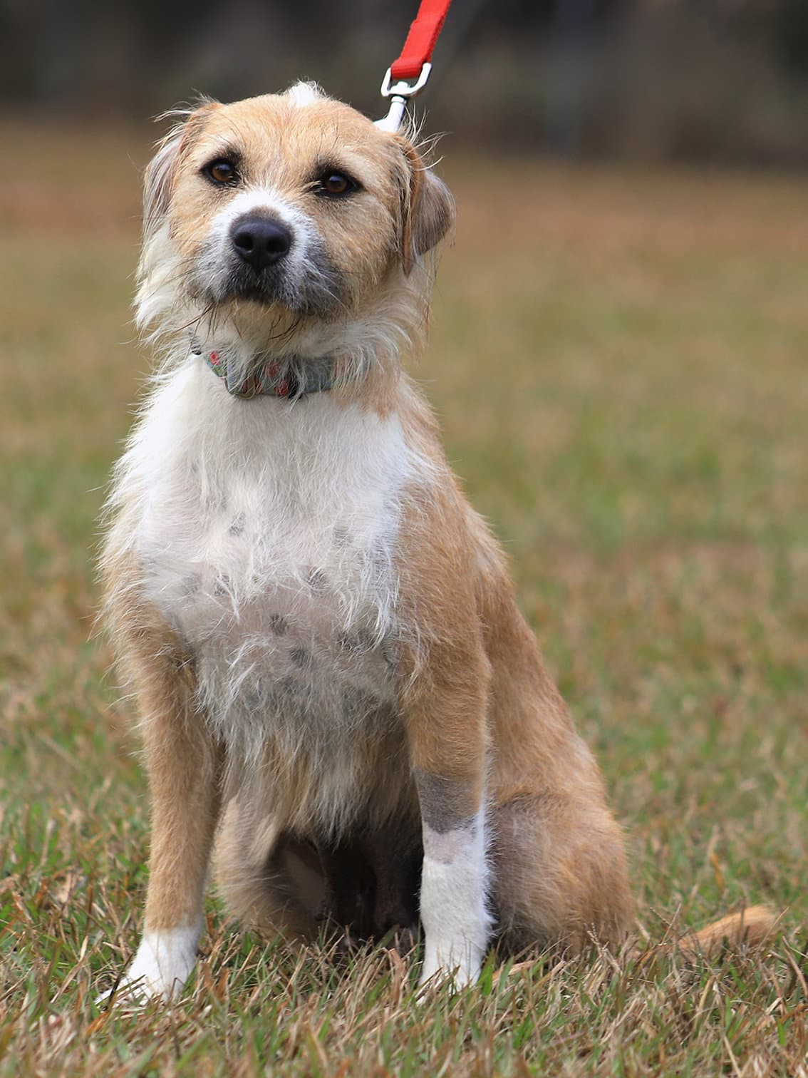Tootsie Roll - Terrier