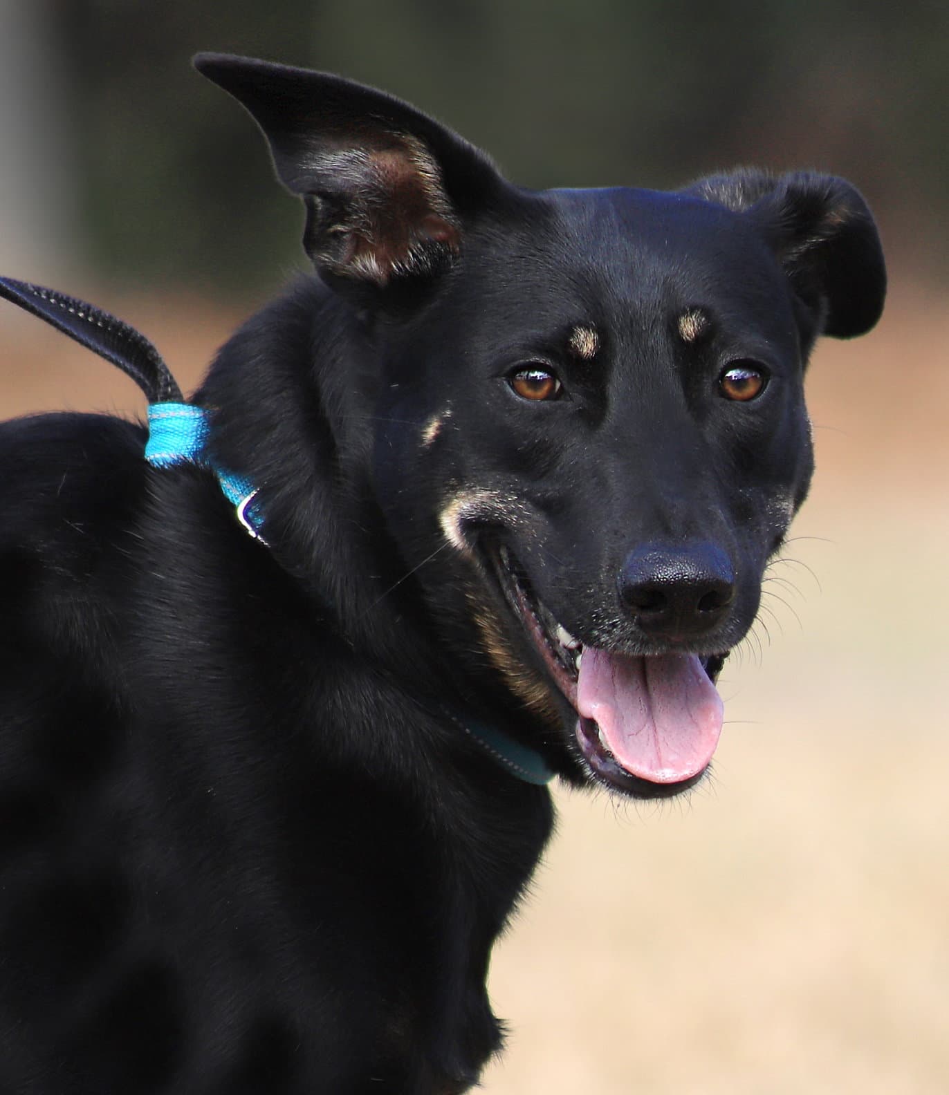 Winnie - German Shepherd Dog