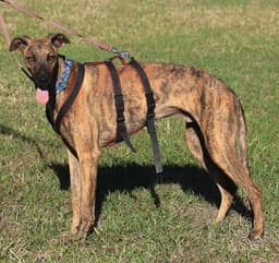Rex image 2
