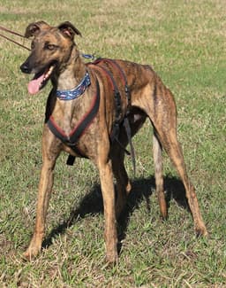 Rex image 4