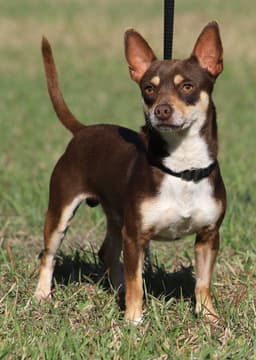 Uno Heartworm Treatment image 1
