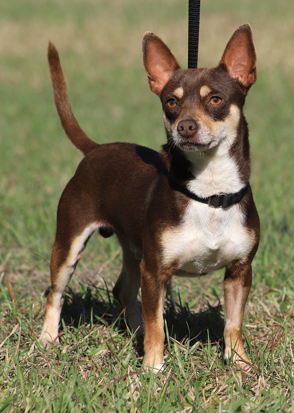 Uno Heartworm Treatment - Chihuahua
