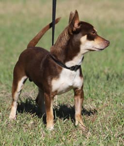 Uno Heartworm Treatment image 2