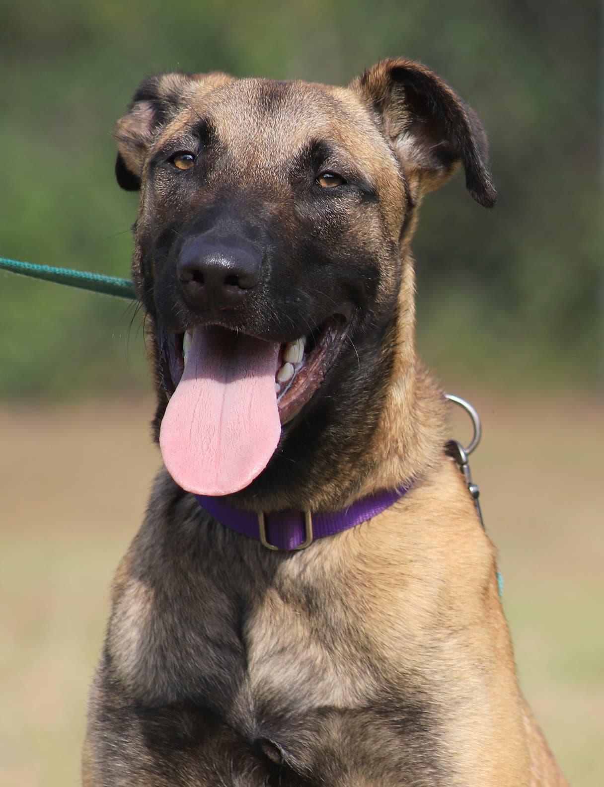 Kira - German Shepherd Dog