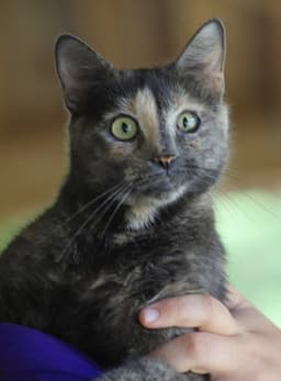 Willow image 1