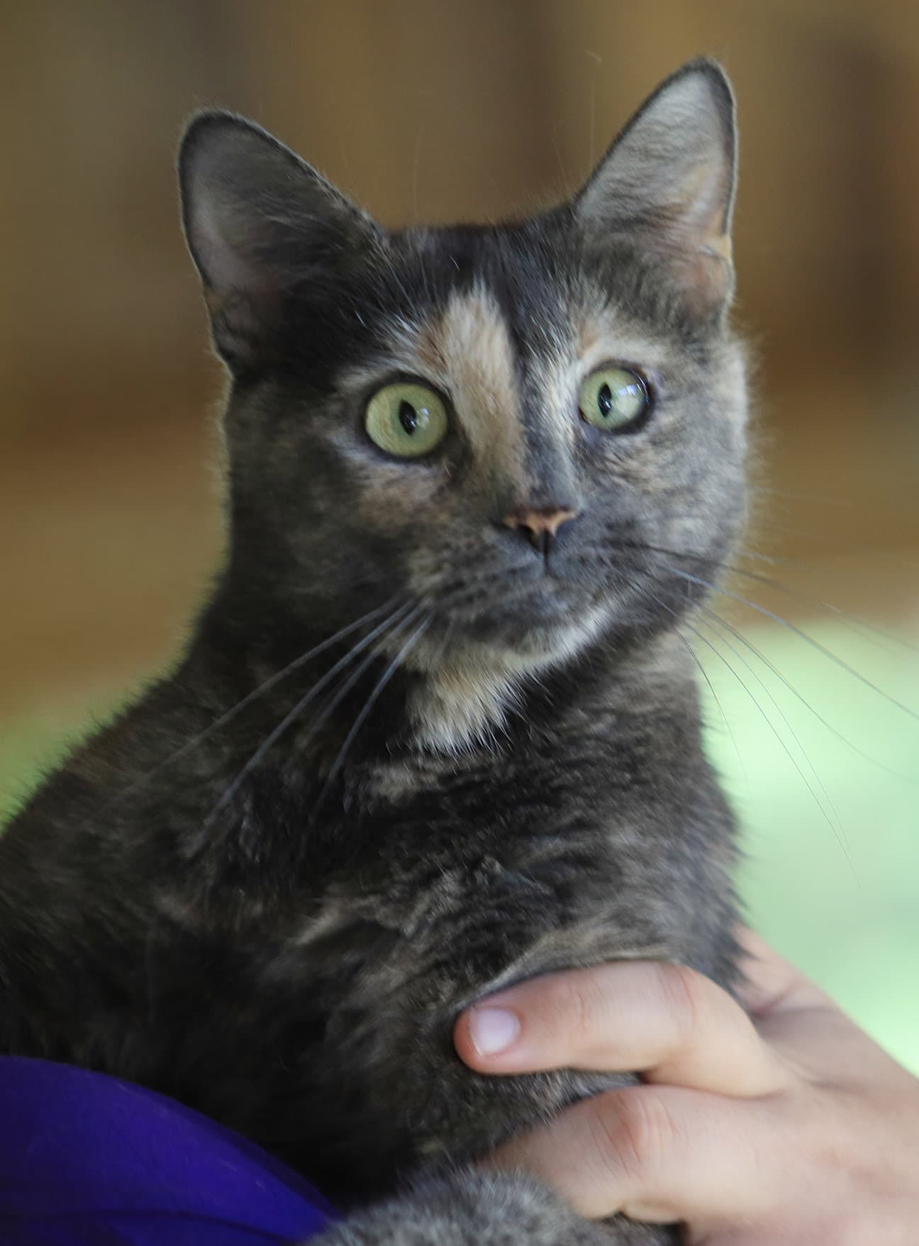 Willow - Domestic Short Hair