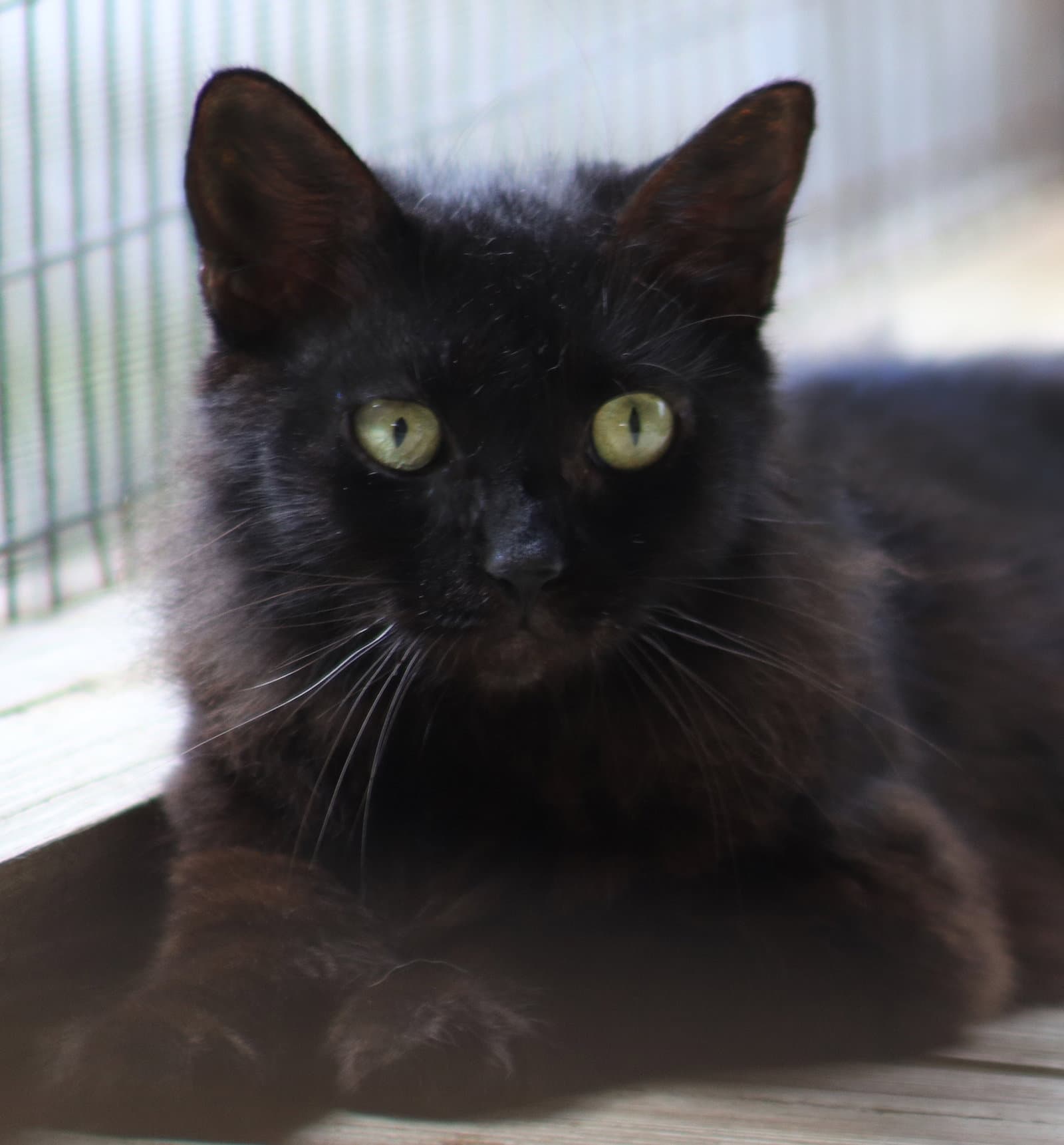Margarita - Domestic Short Hair