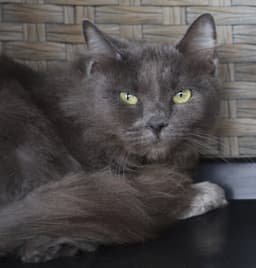 Claudia image 1